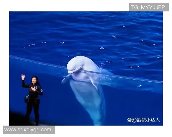 海豚与足球的奇妙碰撞海洋运动会上的精彩瞬间